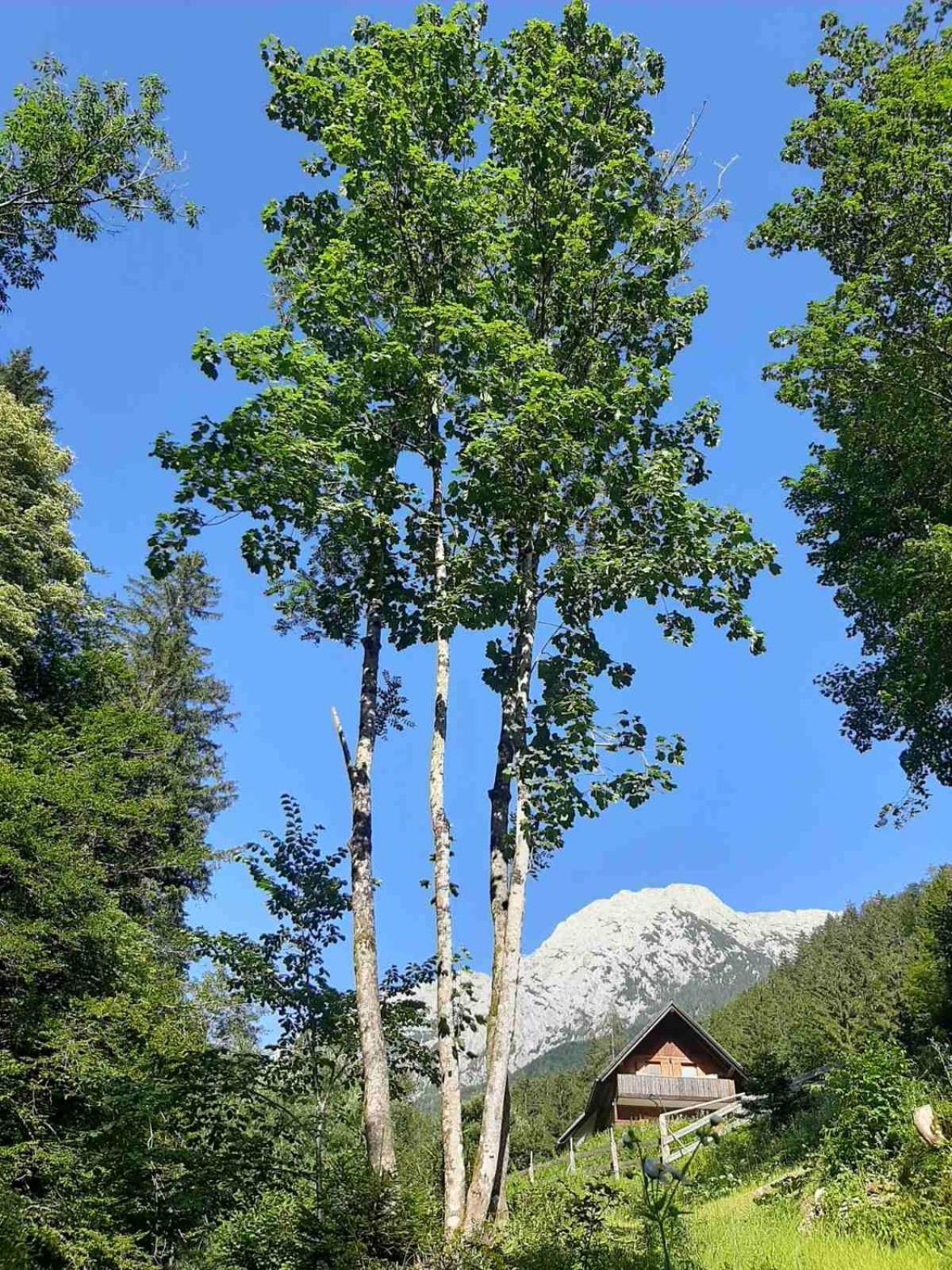 Camping & Glamping Grintovec Preddvor Exterior photo